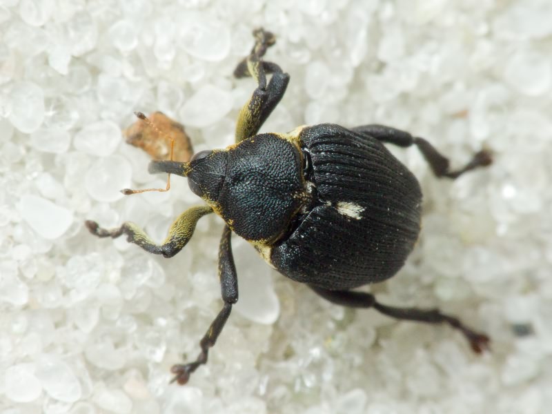 Mononychus punctumalbum (Herbst, 1784)